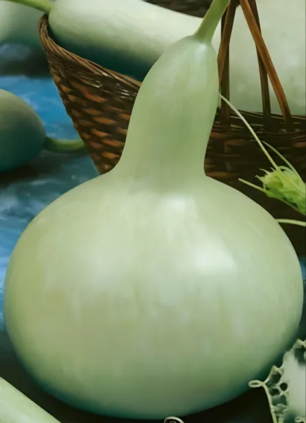 10 Martin House Gourd Available Bushel Speckled Swan Bird House Fresh Seeds - £10.59 GBP