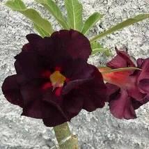 Imported &#39;Fire Lady&#39; Black Red Desert Rose Adenium, 2 Seeds  - £9.53 GBP