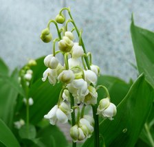 Lily of the valley thumb200