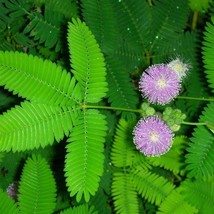 50 Mimosa Seeds Mimosa Pudica Sensitive Plant Mimose - £3.82 GBP