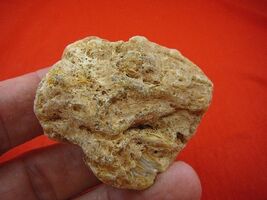 (k-3319) 25 g Rare Kauri tree Gum copal young Amber New Zealand Tane Mahuta - $21.59