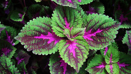 100 Rainbow Coleus Seeds F4024 3 Fresh USA Shipping - £12.63 GBP