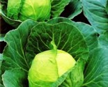 500 Golden Acre Cabbage Seeds  Non Gmo Heirloom Fresh 500 Seeds Fast Shi... - $8.99