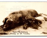 RPPC Farm Scene Comic Suckling Pigs Meals at All Hours 1911 Postcard R22 - $17.03
