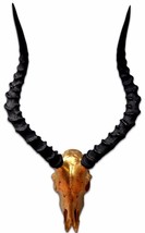 Real Animal Skull Gold Spray Painted African Impala Antelope Horn/Antelo... - $197.51