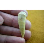 (f510-42) 1-1/8&quot; Enchodus Saber toothed Herring fish tooth Fossil I love... - $19.22 CAD
