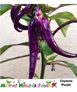Hot Pepper Cayenne Purple 30000 Scovilles Capiscum Medium Non Gmo 60 Seeds - €11,61 EUR