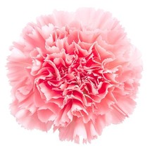 25 CHABAUD CLOVE CARNATION SEED MIX NON GMO HEIRLOOM - $2.53