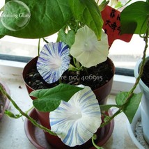 20 Seeds Phoebe Pharbitis Morning Glory Climbing Flowers White Flowers With Blue - £6.89 GBP