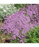 Dwarf Creeping Thyme Seeds, Thymus Serpyllum, Ground Cover, FREE SHIPPING - $40.59 MXN+