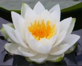  White Water Lily Pad Asian Lotus Flower Pond 10 Seeds - £7.85 GBP