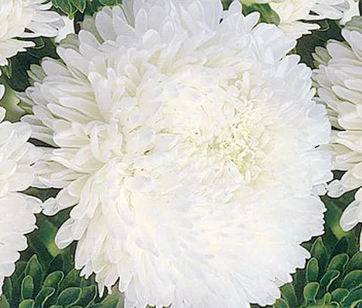 Aster Paeony Duchess White Callistephus Chinensis 20 Seeds Fresh Seeds - £18.91 GBP