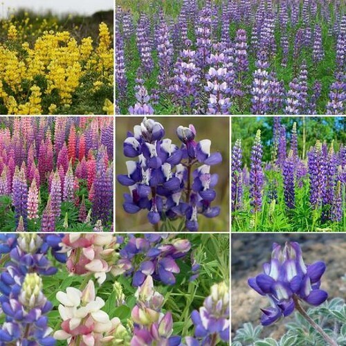 Lupine Loopy Mix Fall Ing 100 Seeds - $6.16