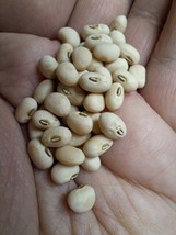 SUNAPEE COWPEA - BLACK EYED PEA 10+ SEEDS H 190 - $91.98 MXN