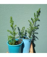 Monterey Cypress   Cupressus macrocarpa   25 Seeds - $4.95