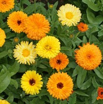 Calendula - Fiesta Gitana - 20+ seeds - Ed 060 - £1.25 GBP