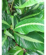 25 Pcs Silver Stripe Calathea Seeds for Garden Planting - $10.99
