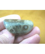 (F830-100) 1-3/4&quot; polished Petoskey stone ANCIENT coral specimen MI stat... - $31.44 CAD