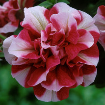 50 Double Red White Petunia Seeds Containers Hanging Baskets Window Box ... - €7,68 EUR