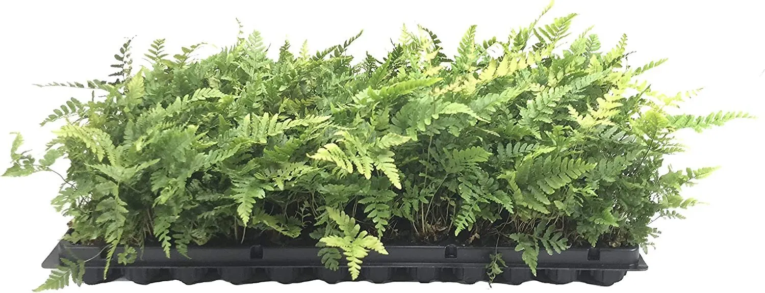 Autumn Fern Brilliance 36 Live Plants Groundcover Dryopteris Erythrosora - $146.74