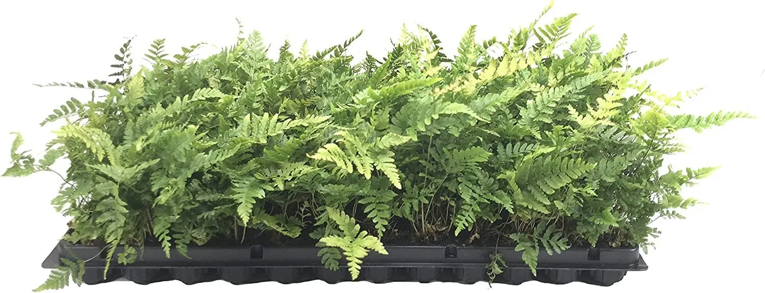 Autumn Fern Brilliance 36 Live Plants Groundcover Dryopteris Erythrosora - £113.01 GBP