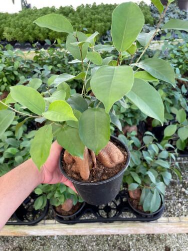 thumbnail interactive-video image 1 of Ficus Microcarpa Chinese Banyan Bonsai Tree – Large Healthy Malaya In 6" Pot 1 of 3