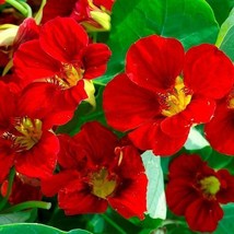 Grow In US 20 Seeds Nasturtium Mahogany Gleam Red Vine Pollinators Hummingbirds  - £8.53 GBP