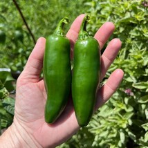 Jalapeno Mammoth Pepper Seeds (5 Pack) - Grow Your Own Giant Spicy Peppers, Perf - £5.51 GBP