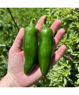 Jalapeno Mammoth Pepper Seeds (5 Pack) - Grow Your Own Giant Spicy Peppe... - £5.60 GBP