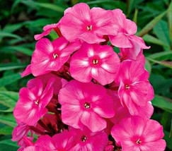 Grow In US 50 Bright Pink Phlox Seeds Flower Perennial Seed Flowers - £8.58 GBP