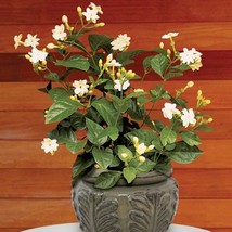 15 Seeds Jasmine Maid Of Orleans House Plant Flowers Fresh Seeds USA Seller - £9.53 GBP