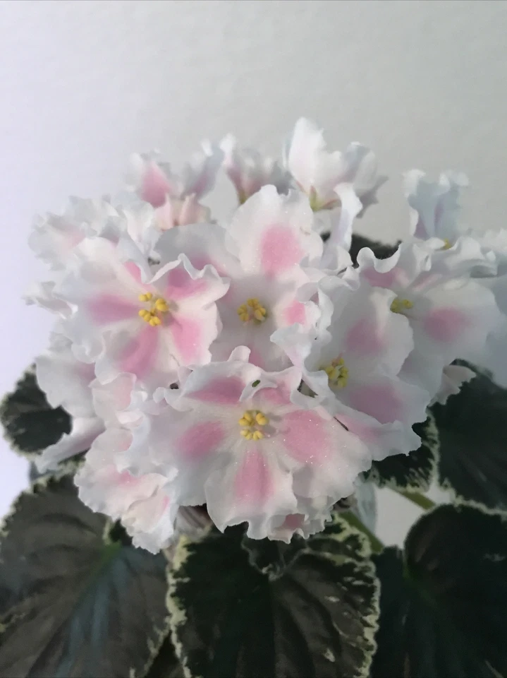 African Violet Plant “Carolina Elegant Affair” (Standard) - USA Seller  - $40.99