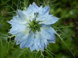 400 Seeds Blue &amp; White Love In A Mist Nigella Damascena Fennel Flower  - £7.58 GBP