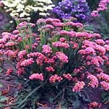 Gun-el Statice Limonium Rose 50 Seeds  - £3.79 GBP