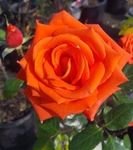 MARINA Everblooming Floribunda Salmon Orange Rose 1 Gal Bush Plants Plan... - £25.33 GBP