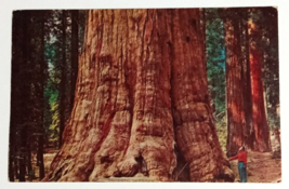 Sherman Tree Sequoia National Park California CA Colourpicture Postcard c1950s - £3.94 GBP