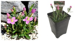 2.5&quot; Pot Live Plant World&#39;s Smallest Carpet Tulip Centarium - US SELLER - $38.98