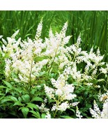 MX Astilbe Younique White Plant Root Shade Garden Summer Flower Bulk Seed - $493.83 MXN