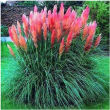 Promotion Mixed Colors Pampas Grass Plant Balcony Colorful Grass Flores Best Nat - £10.08 GBP