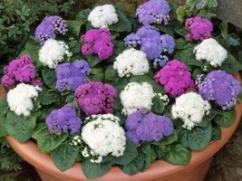 Rafhstore 50 Ageratum Dondo Mix Flower Seeds Us Seeds - £7.11 GBP