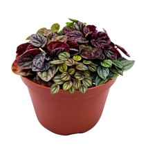 Peperomia Arrangement in a 6 inch Pot Growers Choice Colorful Ripple Peps - $41.86