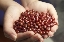 50 seeds  Organic Small Red Bean Phaseolus Vulgaris Vegetable - $8.58