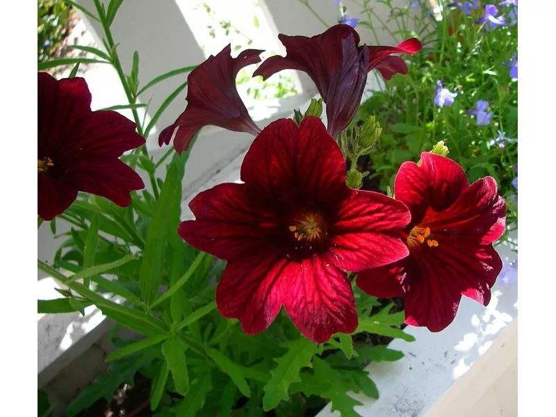 35 Seeds Salpiglossis Royale Chocolate Black Trumpet Painted Tongue Flower - $9.81