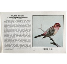 House Finch Bird Print 1931 Blue Book Birds Of America Antique Art PCBG13B - £15.84 GBP