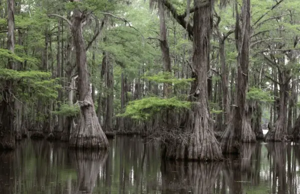 Fresh Bald Cypress Seeds For Planting 10 Seeds Exotic Tree Seeds To Grow Great F - $22.96