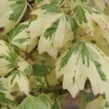 Acer Campestre Carnival Variegated Hedge Maple 18 Inch Tall Ships Bare-Root New  - $88.50