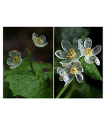 50 Skeleton Flower Seeds for Garden - $12.00