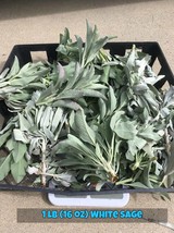 California White Sage (FRESHLY CUT Day of order) Leaf Cluster Tops - £22.94 GBP