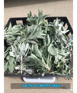 California White Sage (FRESHLY CUT Day of order) Leaf Cluster Tops - £22.76 GBP