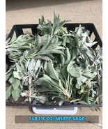 California White Sage (FRESHLY CUT Day of order) Leaf Cluster Tops - $28.95